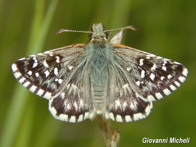 Tutti Pyrgus malvoides? S